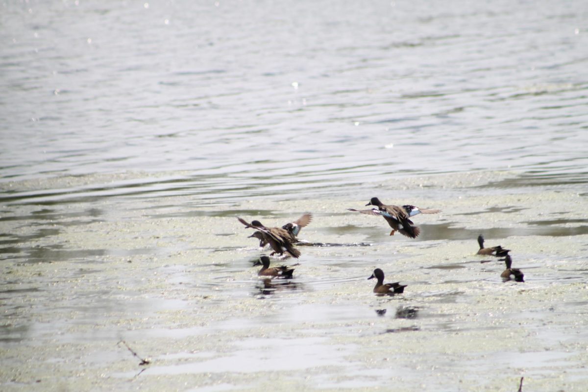Blue-winged teal 4