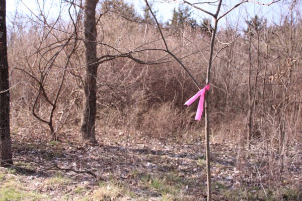 It's a small, skinny tree with a light pink ribbon wrapped around it. Nature conservationists use ribbons of different colors to mark certain things that they’re worried about with the tree. The pink color typically identifies newly planted trees for survival monitoring
